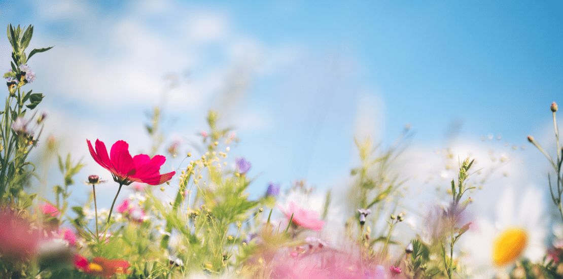 up close image of spring flowers