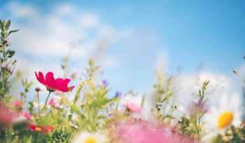 up close image of spring flowers