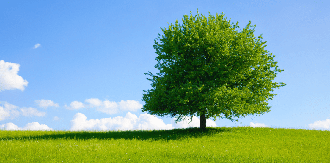 big tree in a field on a bright day