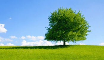 big tree in a field on a bright day